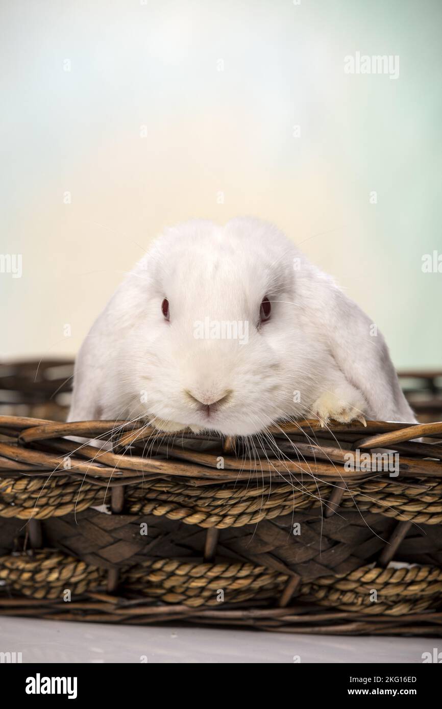 Weißes Kaninchen mit Lopse Stockfoto