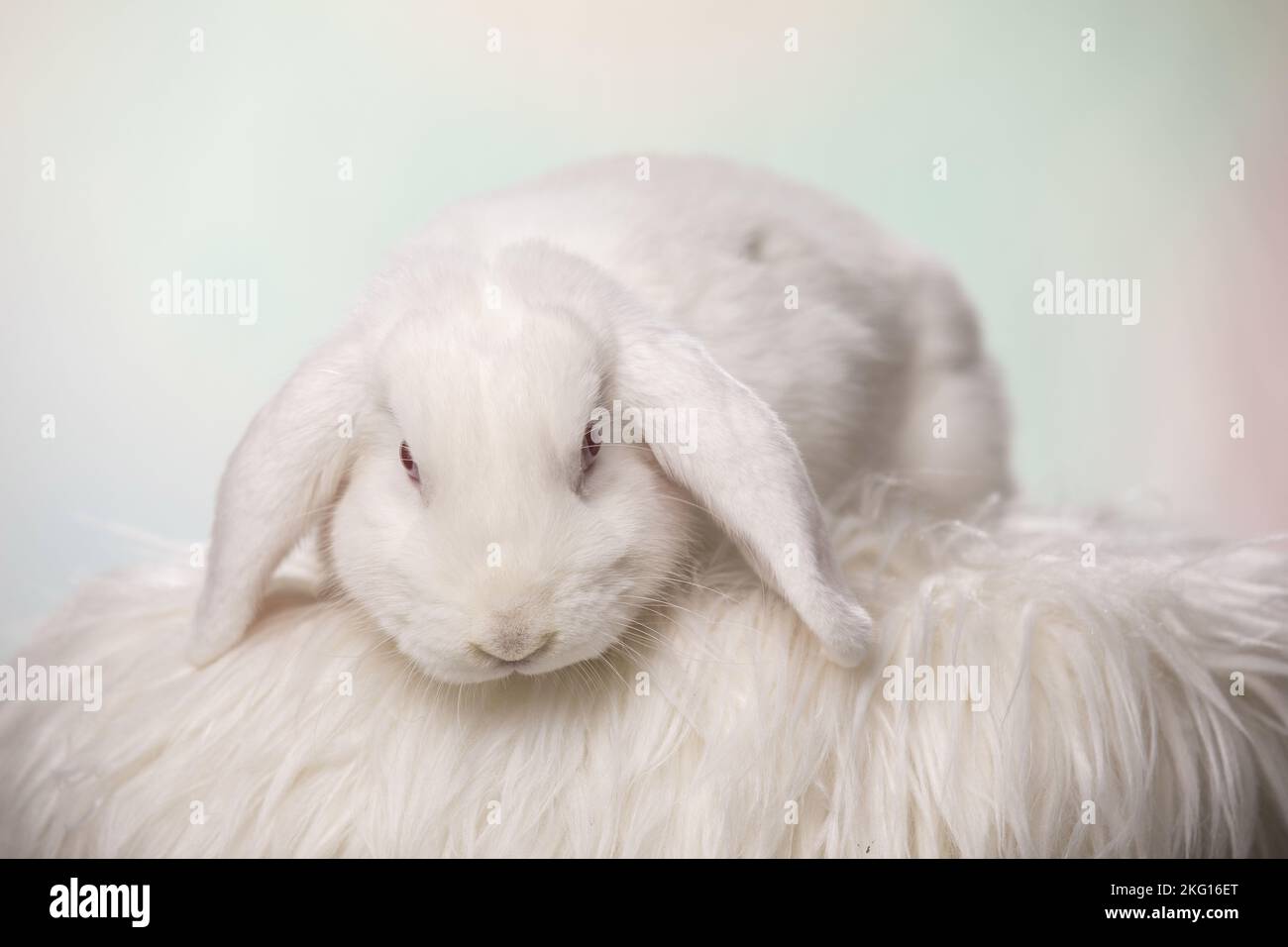 Weißes Kaninchen mit Lopse Stockfoto