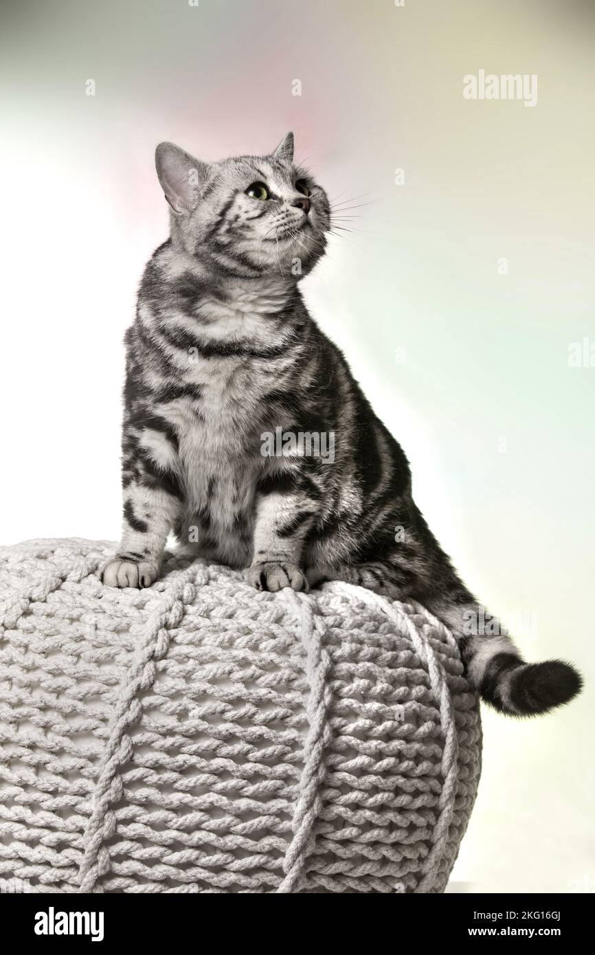 Weibliche Kurzhaar Stockfoto