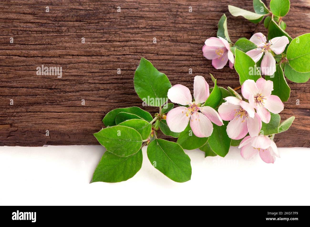 Apfelblüte auf Holzhintergrund. Stockfoto