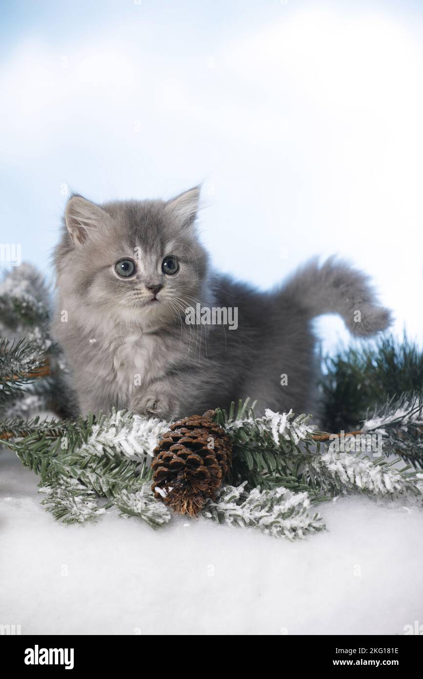 British Langhaar Kitten Stockfoto