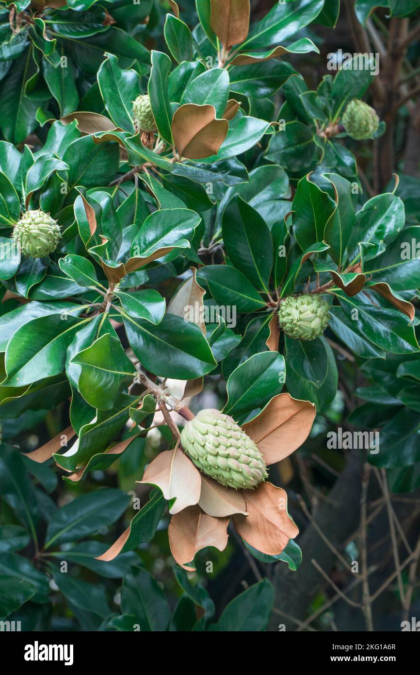 Magnolienbaum mit kegelförmigen Früchten, Santa Margherita Ligure, Norditalien. September 2022. Stockfoto