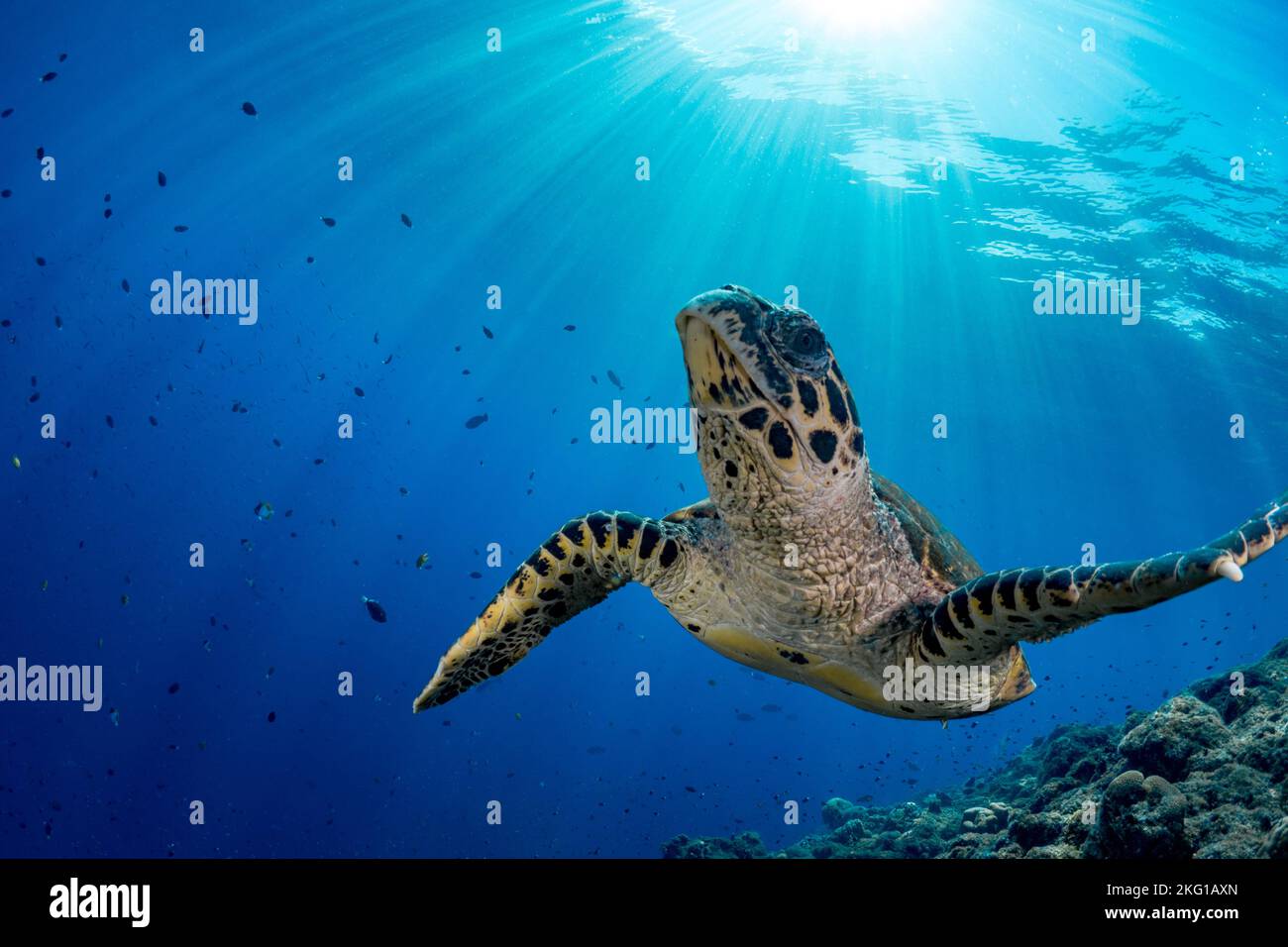 Hawksbill Sea Turtle, die über dem wunderschönen Korallenriff schwimmend ist Stockfoto