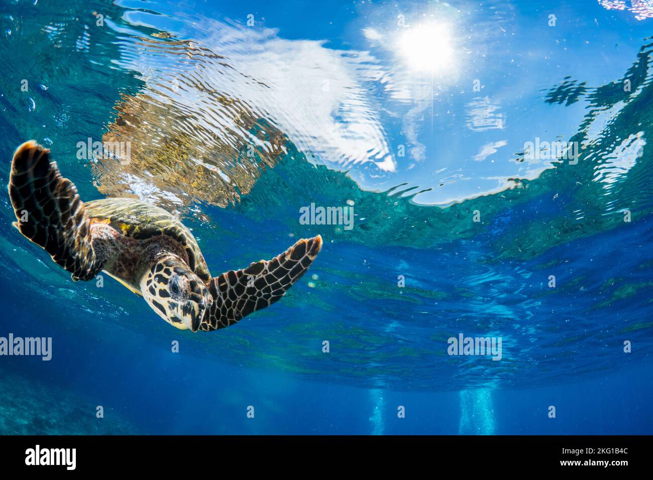 Hawksbill Sea Turtle, die über dem wunderschönen Korallenriff schwimmend ist Stockfoto