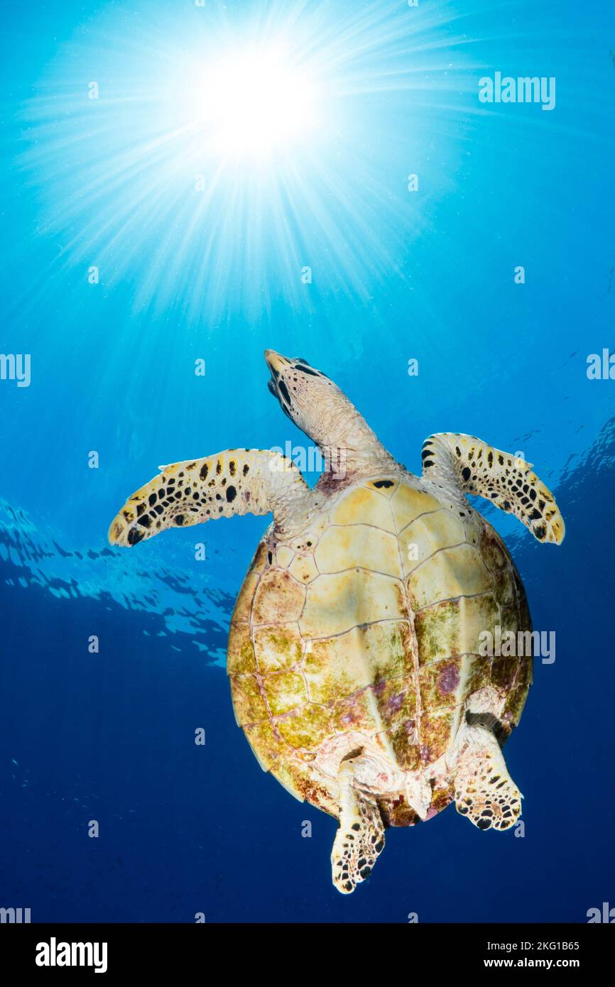 Hawksbill Sea Turtle, die über dem wunderschönen Korallenriff schwimmend ist Stockfoto