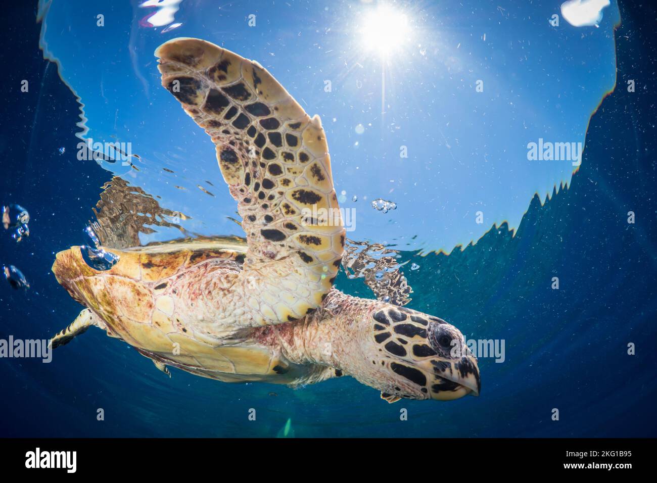 Hawksbill Sea Turtle, die über dem wunderschönen Korallenriff schwimmend ist Stockfoto