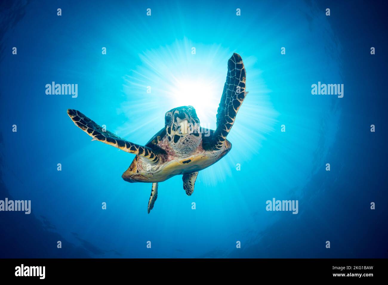 Hawksbill Sea Turtle, die über dem wunderschönen Korallenriff schwimmend ist Stockfoto