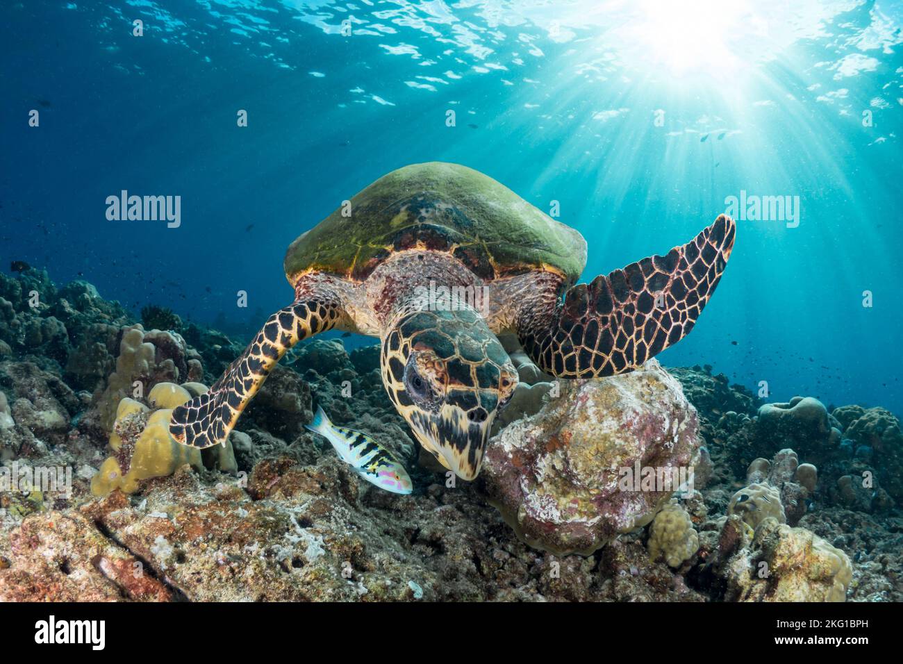 Hawksbill Sea Turtle, die über dem wunderschönen Korallenriff schwimmend ist Stockfoto