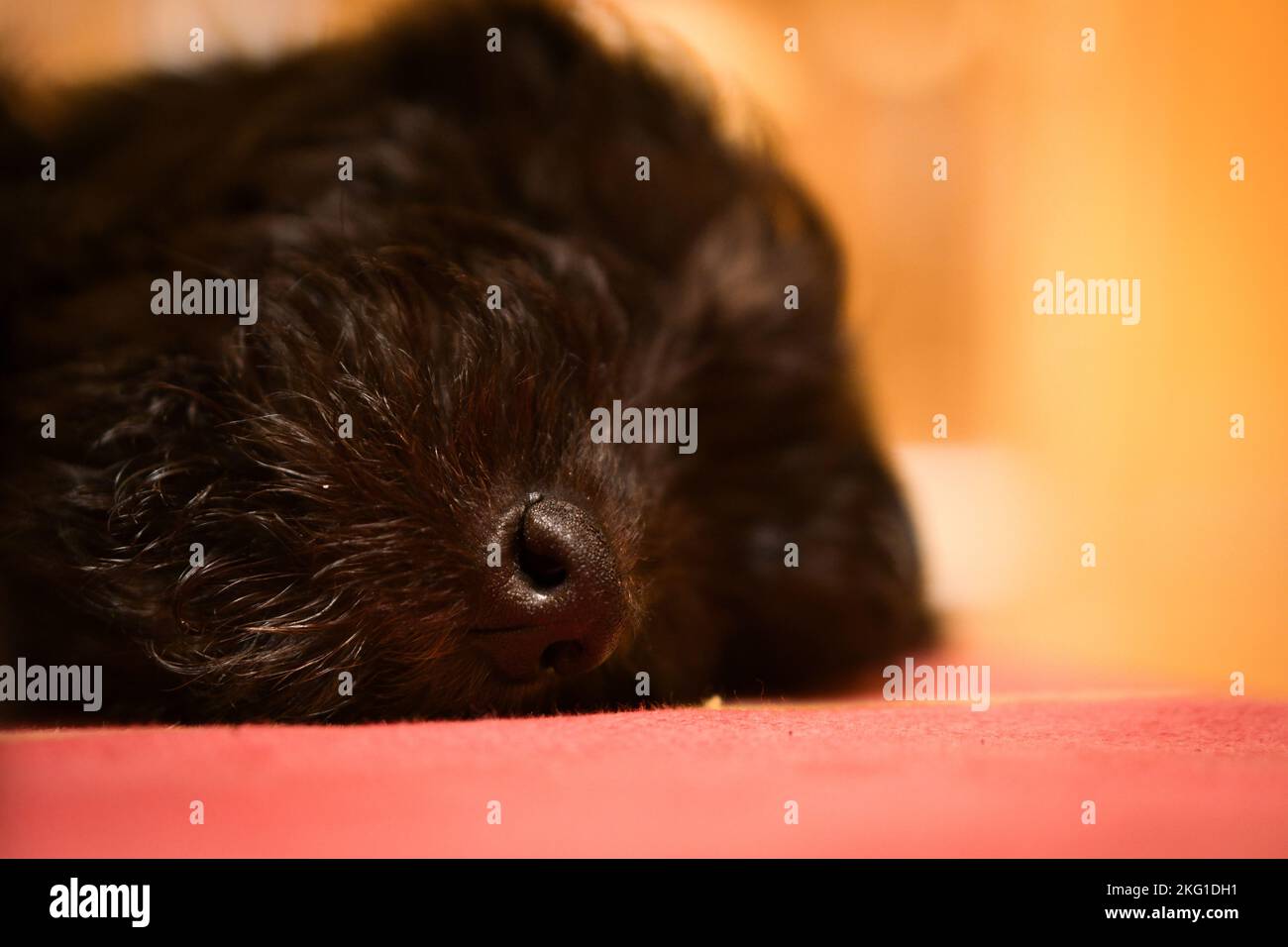 Goldendoodle Welpen schlafen. Die Nase ist im Fokus, der Rest verschwommen. Hybridhund, der keine Allergie gegen Tierschleier verursacht. Schwarzer und brauner Mantel. Stockfoto