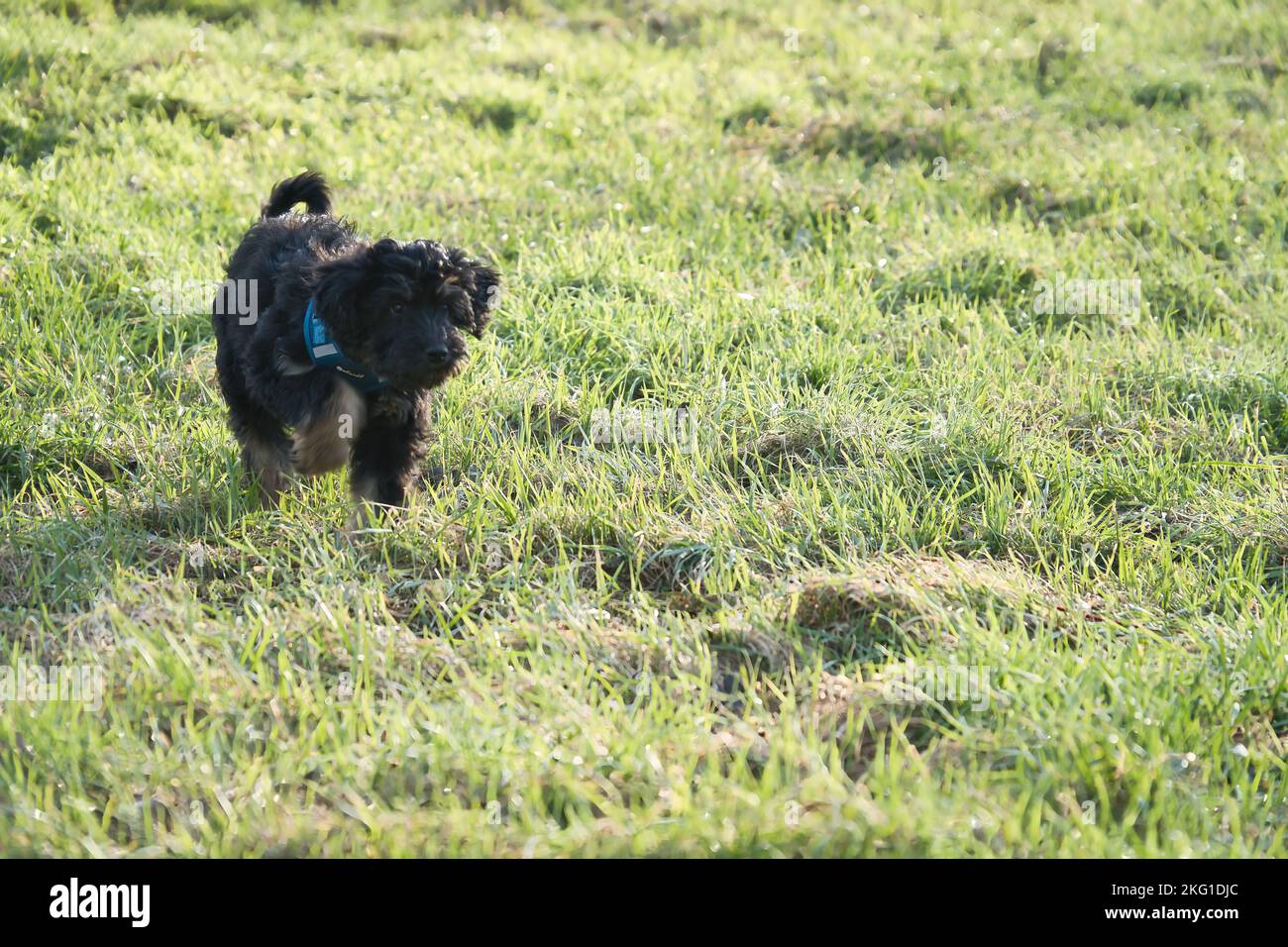 Goldendoodle Welpe spielt auf einer Wiese. Hybrid-Hund, der keine Tierhaarallergie verursacht. Schwarzer und brauner Mantel. Tierfoto eines Hundes Stockfoto