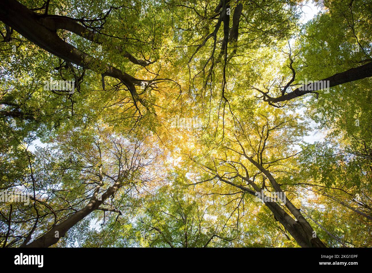 Baumkronen in einem Wald des Stenzelbergs im Siebengebirge bei Königswinter, Nordrhein-Westfalen, Deutschland. Baumkronen im Stockfoto