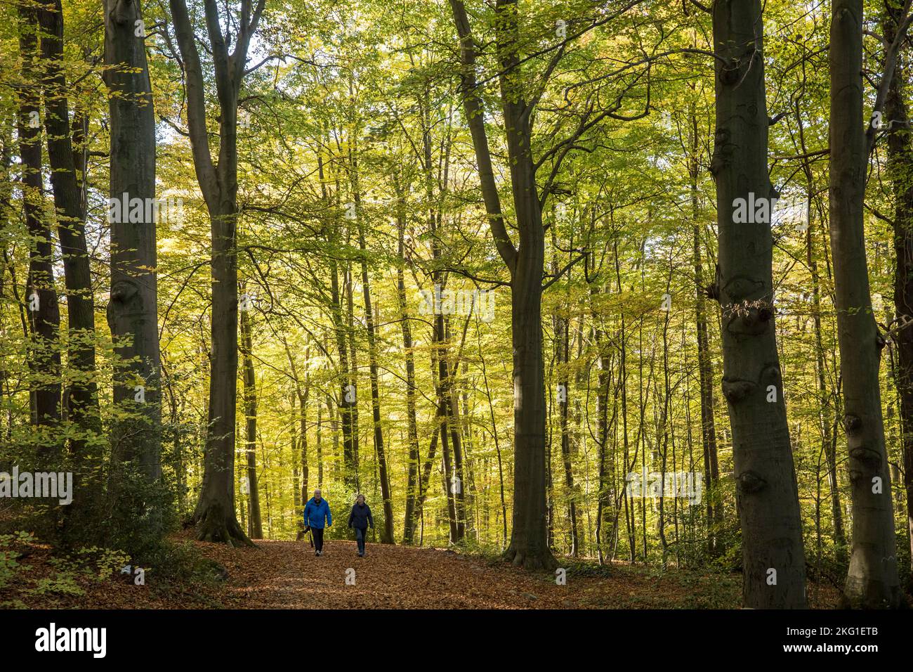 Wanderer im Wald des Stenzelbergs im Siebengebirge bei Königswinter, Nordrhein-Westfalen, Deutschland. Wanderer im Wald am Stockfoto