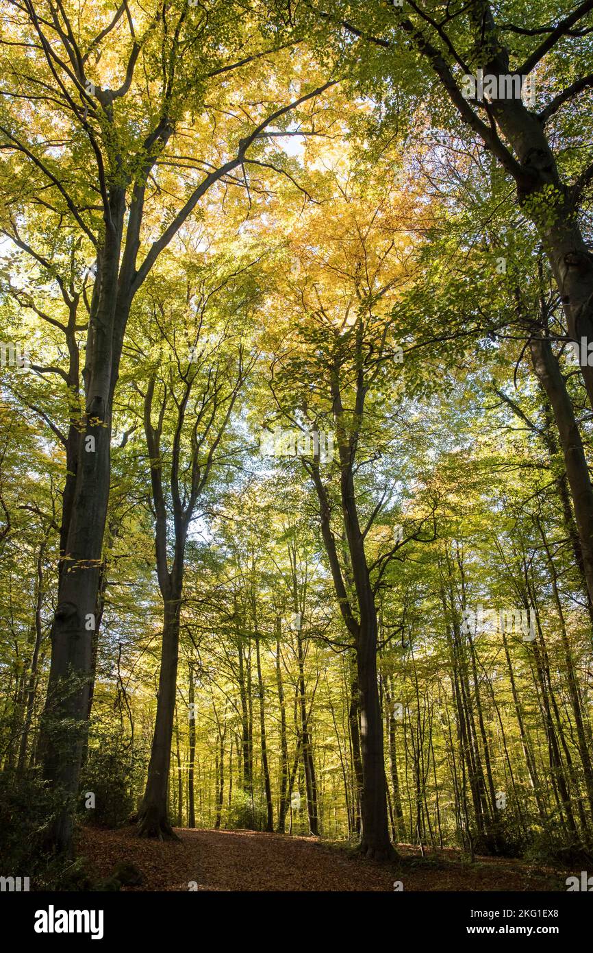 Wald des Stenzelbergs im Siebengebirge bei Königswinter, Nordrhein-Westfalen, Deutschland. Wald am Stenzelberg im Siebeng Stockfoto