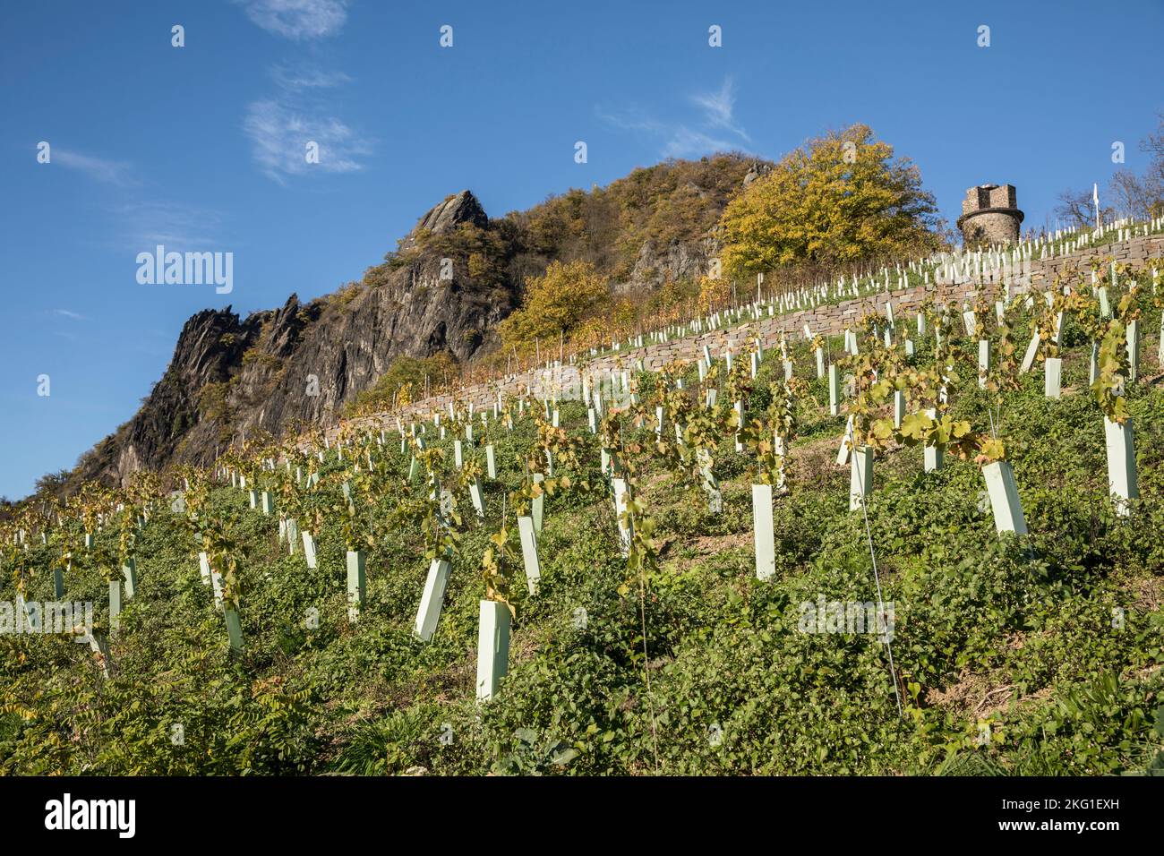 Weinbau in Rhoendorf am Rhein, im Hintergrund der Drachenfels-Hügel neer Königswinter, junge Weinrebe, rechts die Ulan-Bauwerke Stockfoto