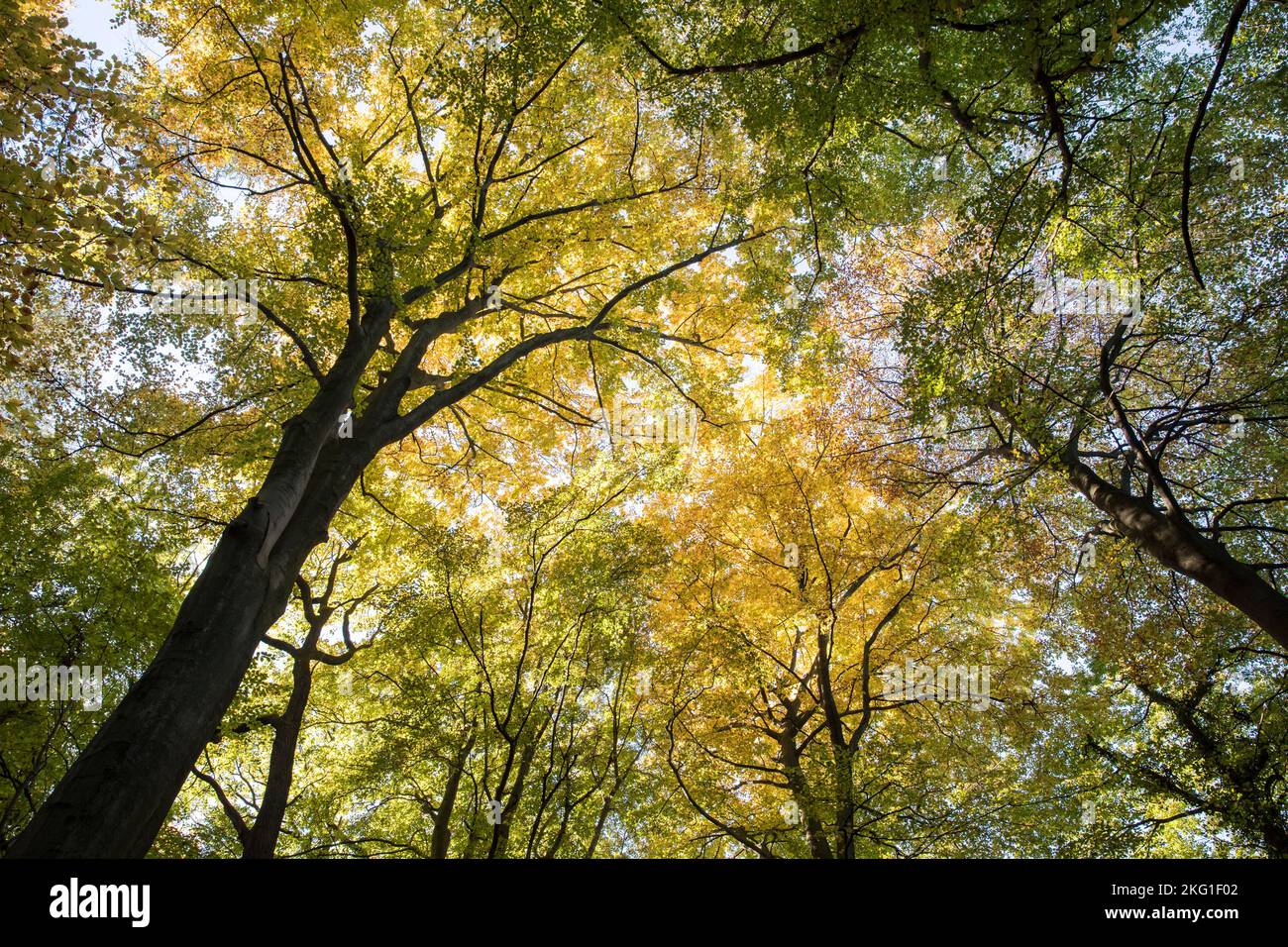 Baumkronen in einem Wald des Stenzelbergs im Siebengebirge bei Königswinter, Nordrhein-Westfalen, Deutschland. Baumkronen im Stockfoto