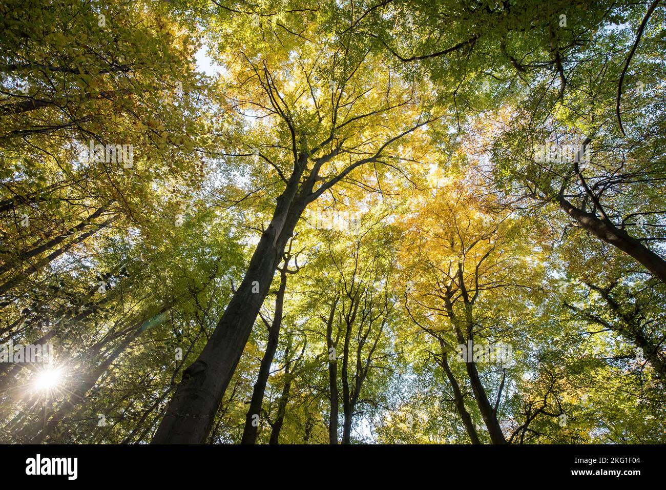 Baumkronen in einem Wald des Stenzelbergs im Siebengebirge bei Königswinter, Nordrhein-Westfalen, Deutschland. Baumkronen im Stockfoto
