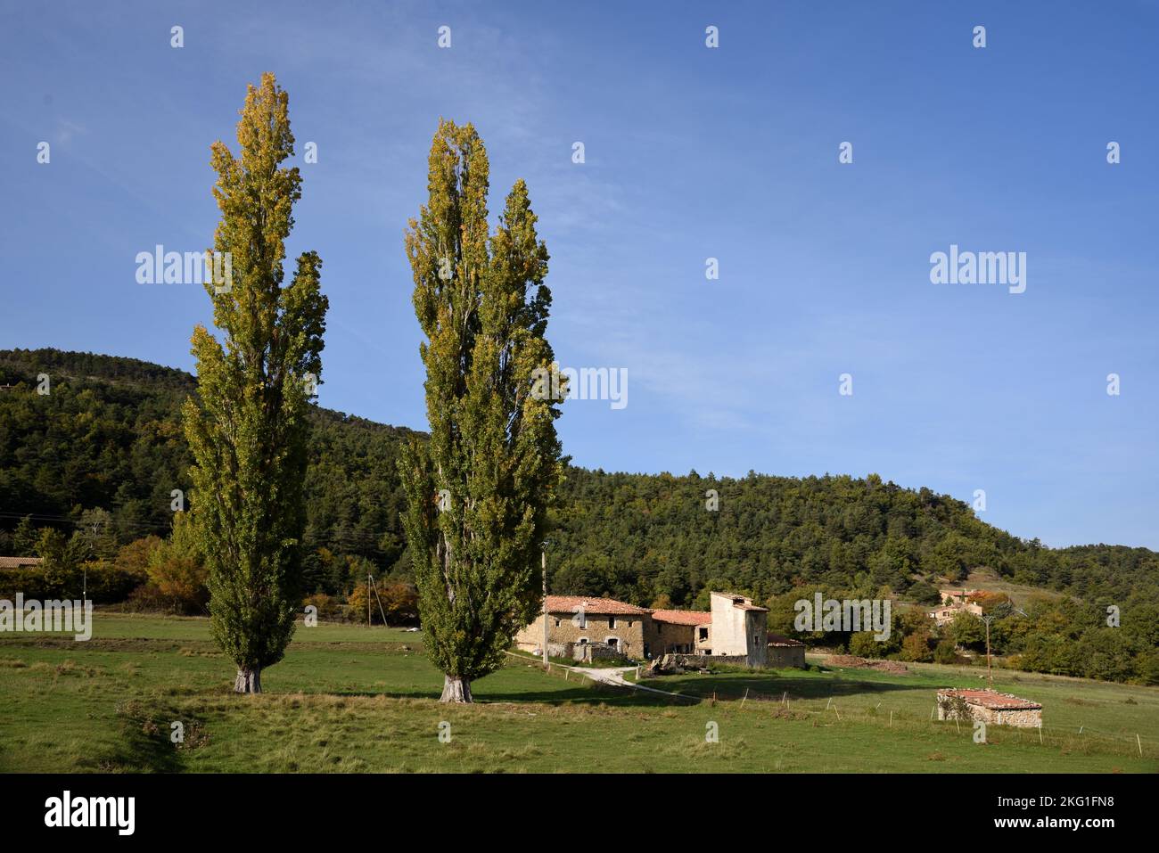 Ein Paar oder zwei von Schwarzen Pappeln, Populus nigra und traditionellem Bauernhof La Palud-sur-Verdon Alpes-de-Haute-Provence Stockfoto