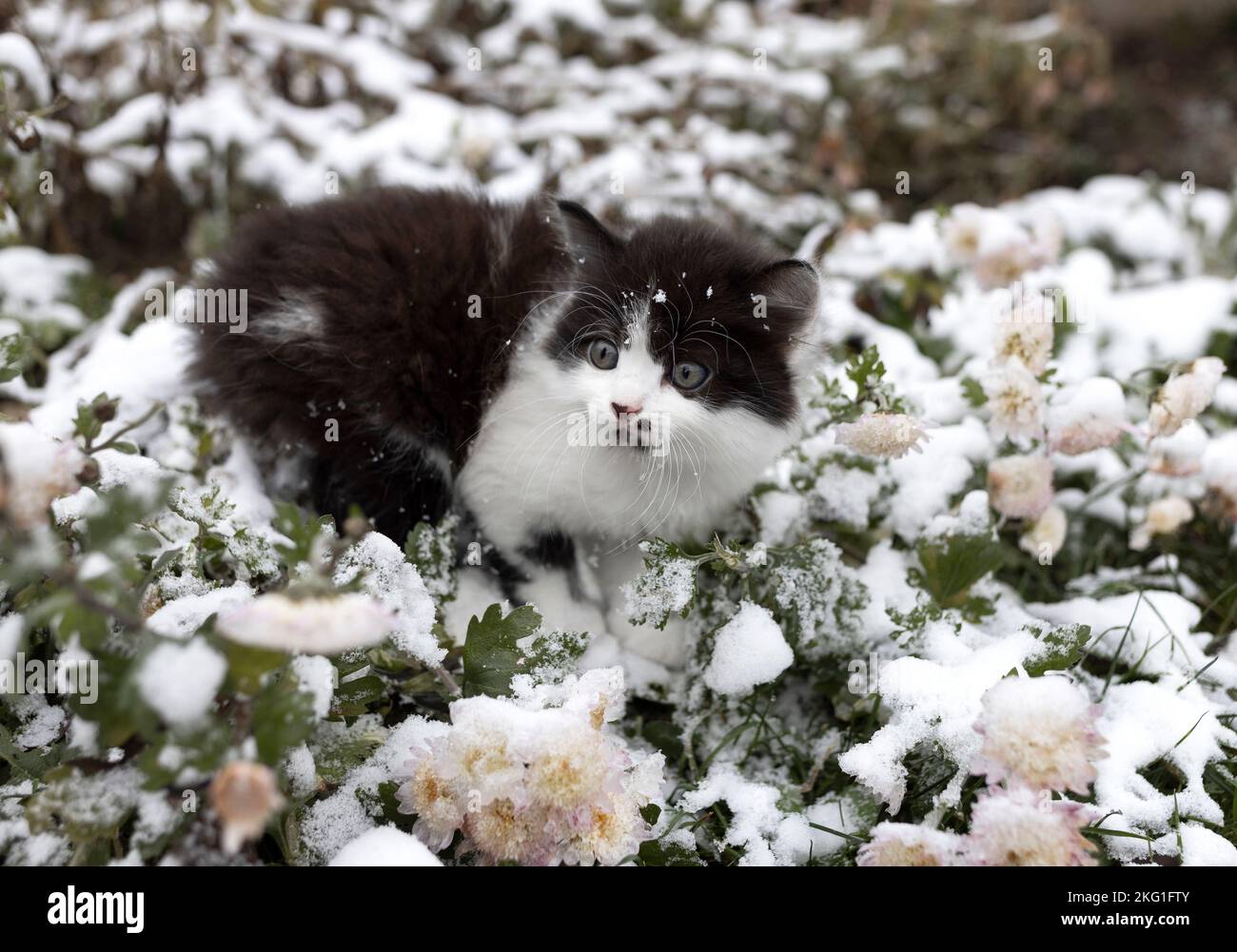 Süßes schwarz-weißes flauschiges Kätzchen läuft im Winter im Schnee. Verschneites Winterwetter. Neugierige lustige Haustiere erkunden die Welt. Jahr der Katze Stockfoto