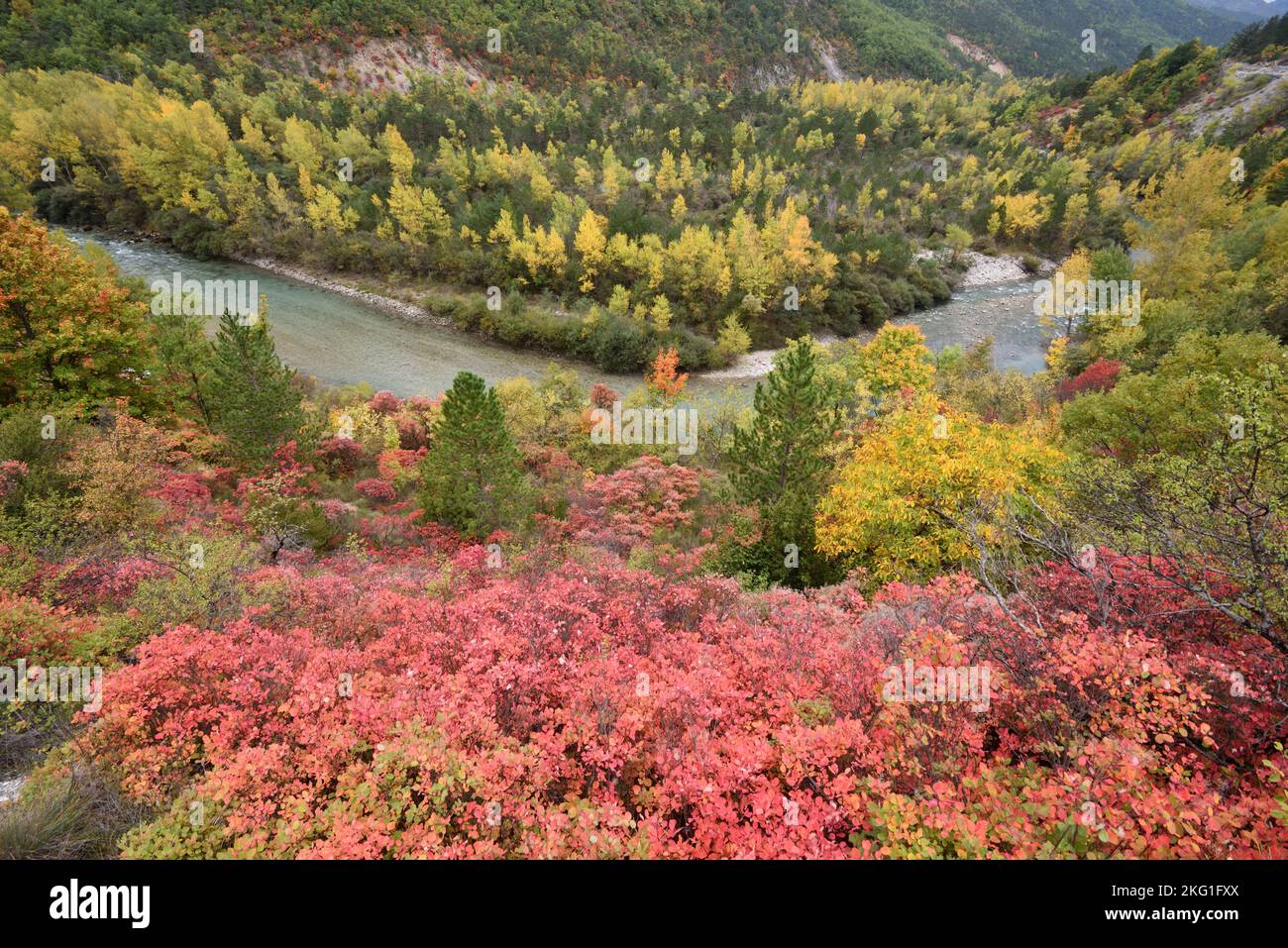 Herbstfarben, darunter rote Smoketree-Blätter, Cotinus coggygria, im Verdon-Tal und Gorge Alpes-de-Haute-Provence Frankreich Stockfoto