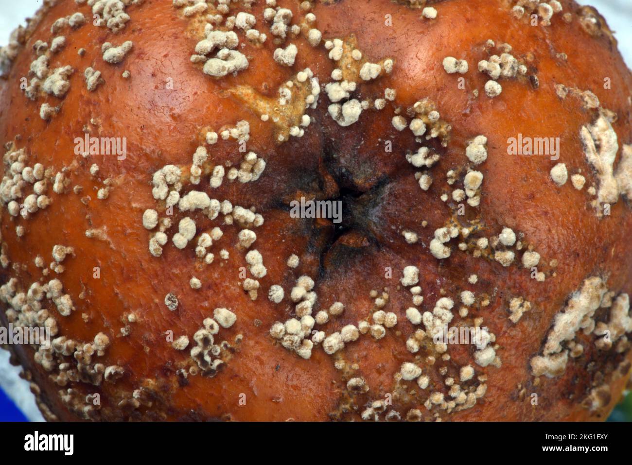 Fäulnis-, Schimmel- oder Pilzmuster auf Rotten Apple oder Schimmelpilz Stockfoto