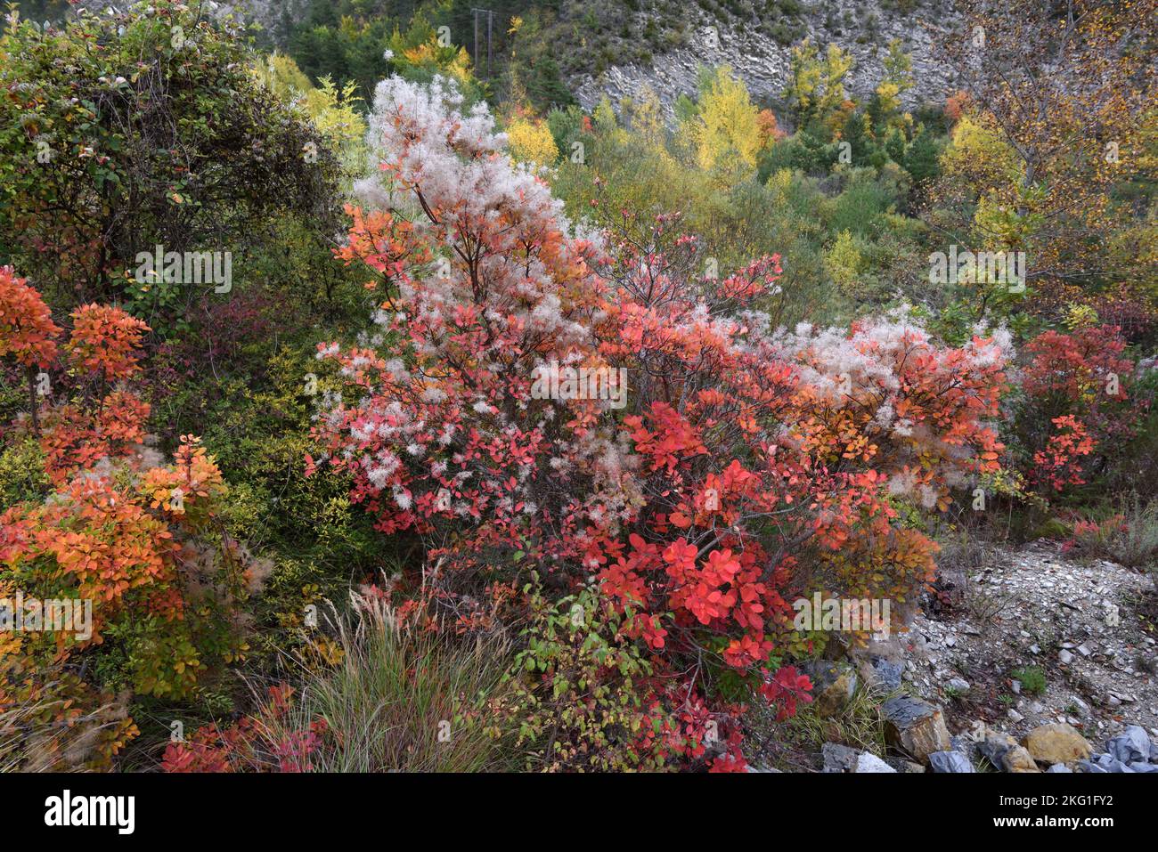 Rote Herbstblätter Laub & Sämköpfe von European Smoketree, Cotinus coggygria, aka Smoke Bush, Venetian Sumach oder Dyers Sumac Stockfoto