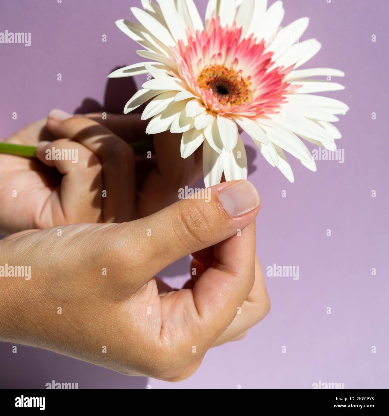 Die Hand reißt die Blütenblätter der weißen Gerbera-Blume auf dem violetten Hintergrund ab Stockfoto