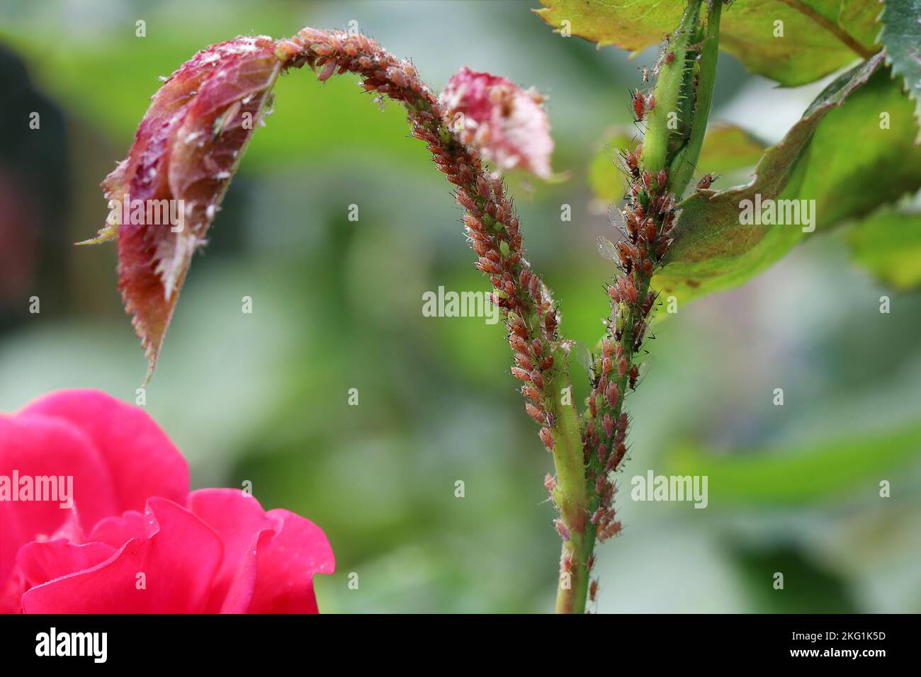 Viele Blattläuse sitzen auf dem Stiel der Rose und saugen die Säfte aus. Krankheiten und Probleme von Rosen. Macrosiphum rosae, die Rosenaphid. Stockfoto