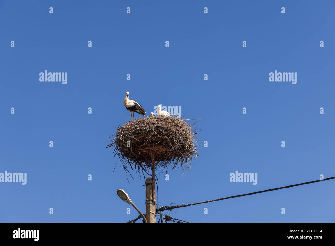 Eine Storchenfamilie (Ciconia ciconia), die sich in ihrem eigenen Nest auf einem Strommast befindet: Ein junges Küken, eine alarmierte Mutter und ein Vater, die vorsichtig sind Stockfoto