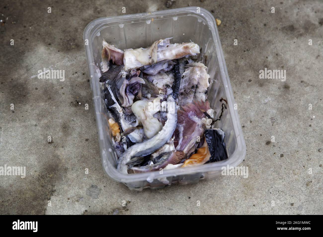 Details von Fischfleisch, das in den Müll geworfen wurde, Verschmutzung Stockfoto