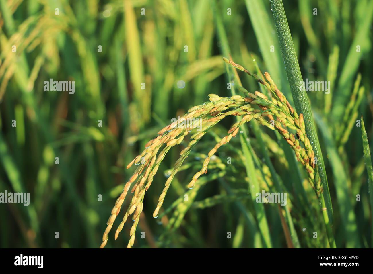 Ohr von Reis. Nahaufnahme von Reissamen im Ohr des Reiskoffers. Schönes goldenes Reisfeld und ein Ohr von Reis. Stockfoto
