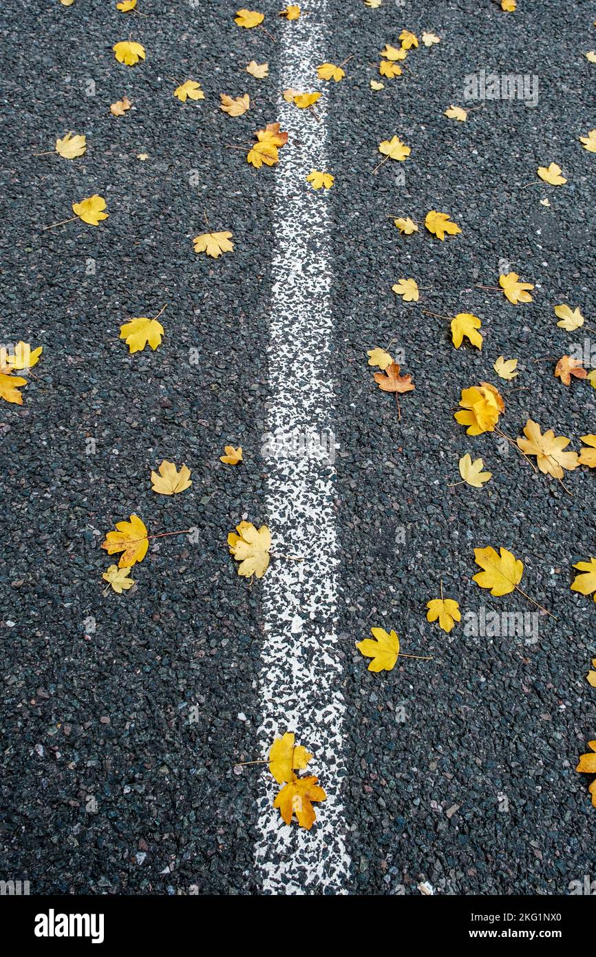 Epsom, Surrey, London, UK, November 19 2022, Golden Yellow Fallen Herbstblätter liegen auf dem Boden ohne Menschen Stockfoto
