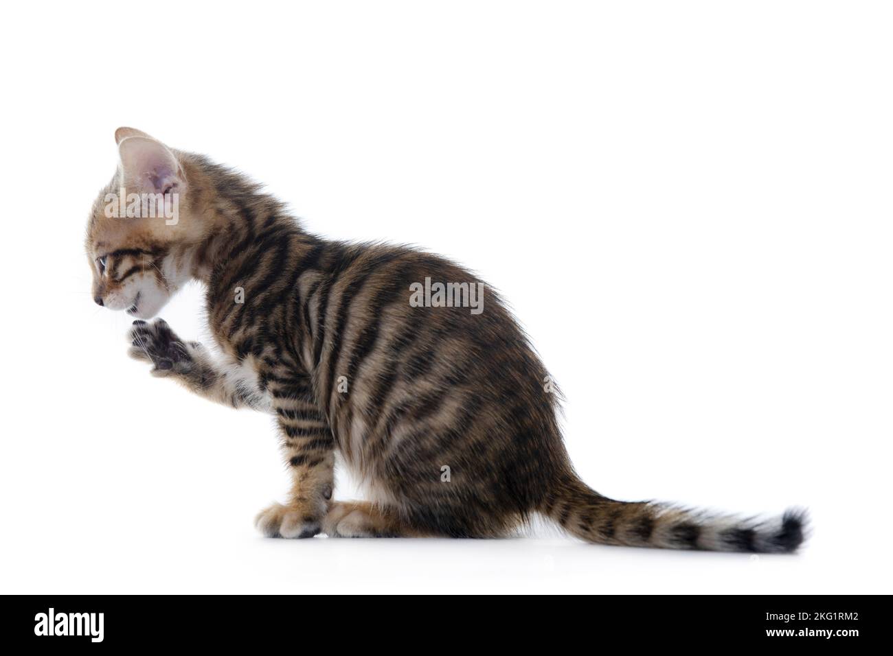 Toyger Kitten vor weißem Hintergrund Stockfoto