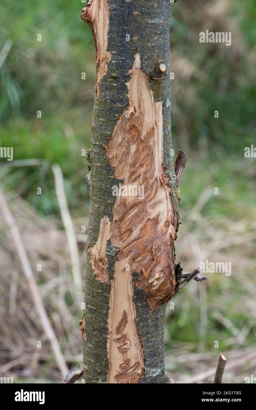 Nagende Schäden an kleinen Apfelbaum Stamm von Schafen getan, deutlich zeigen Pflanzenfresser Zähne Markierungen von einem Tier gemacht, in der Mitte April Stockfoto