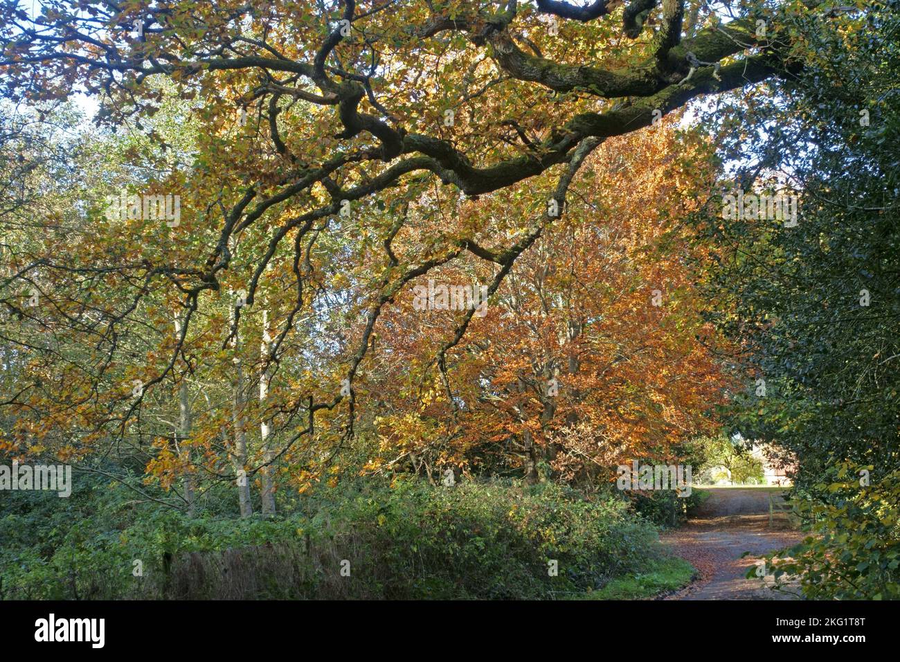 Grüne und braune Bäume und Pflanzen auf einer kleinen Landstraße in Kintbury im Herbst, in der Grafschaft Bekshire, November Stockfoto
