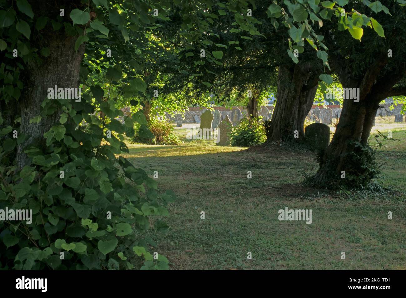 Alte Grabsteine in einem ländlichen Kirchhof mit alten Bäumen, Limetten und Eibenbäumen im frühen Morgenlicht. Kintbury, St. Mary's Church, in der Nähe von Hungerford, in der Nähe von Barkshire Stockfoto