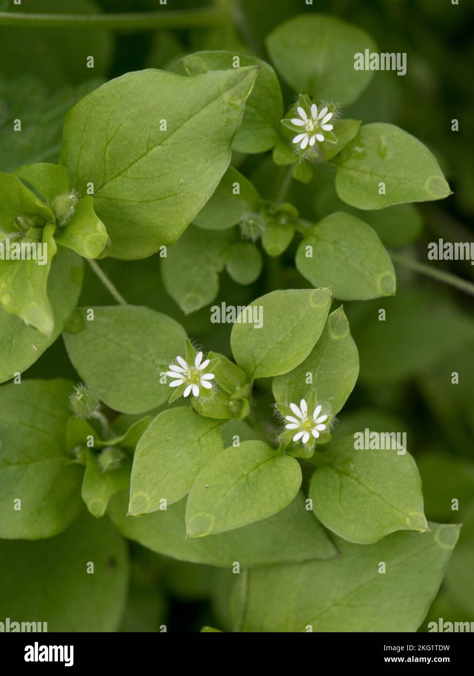 Gewöhnliches Kicherkraut (Stellaria media) blühende jährliche Unkrautpflanze, mit kleinen Blüten unter grünen Blättern, in der Mitte von September Stockfoto
