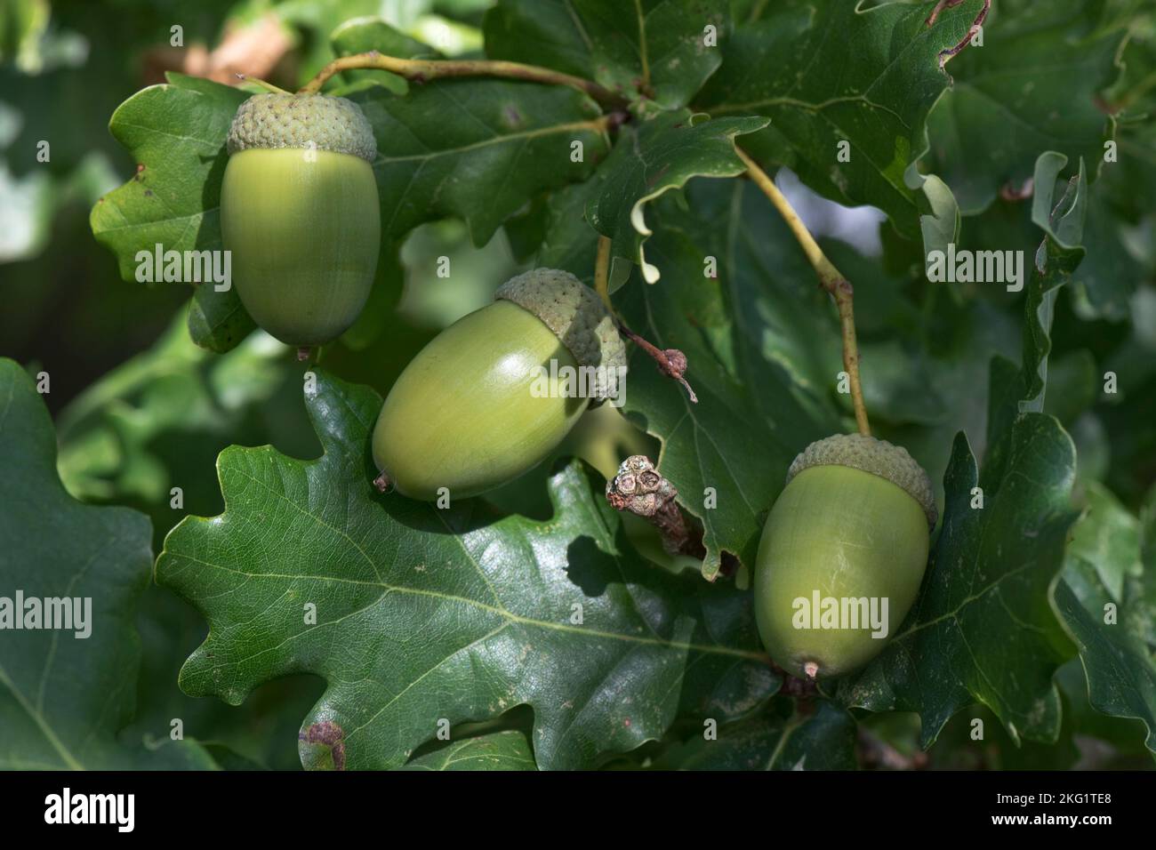 Reife grüne Eicheln und Blätter auf einer gemeinsamen europäischen Eiche (Quercus rubur) im Herbst, B.. Stockfoto