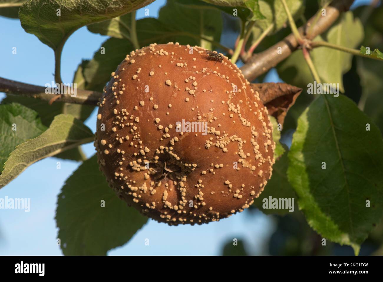Braune Fäule (Monilinia laxa) verrottet Apfelfrucht mit weiß/cremefarbenen konzentrischen Pusteln auf einem Obstgarten-Baum, Bukshire, August Stockfoto