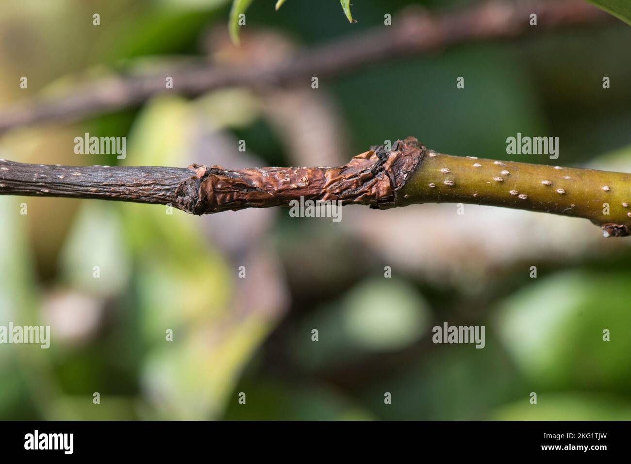 Birnenkanker oder Nektria-Canker (Neonectria ditissima) verursachen Nekrose auf peripherem Holz und Blättern, Bekshire, September Stockfoto