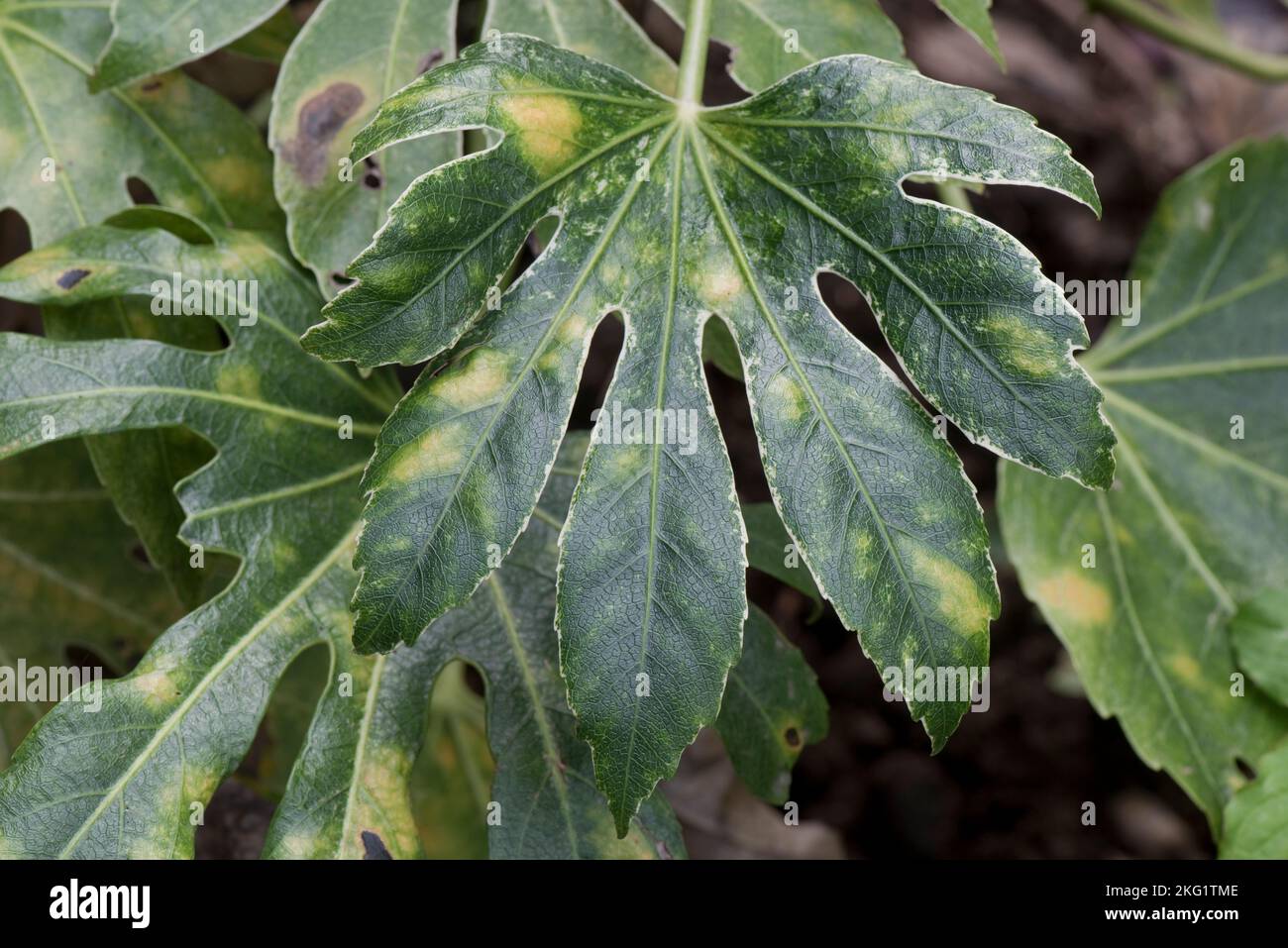 Milbenart erhöhte Blisterschäden an der Oberseite eines Fatsia japonica, einem Garten ornamentalen, bunten Blatt, die genaue Ursache ist nicht bekannt, Oktober Stockfoto