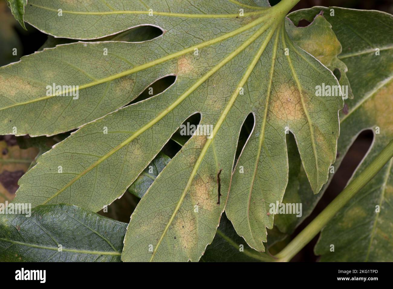 Milbenblasenschäden an der Unterseite eines Fatsia japonica, einem Garten-Zierblatt, die genaue Ursache ist nicht bekannt, Oktober Stockfoto