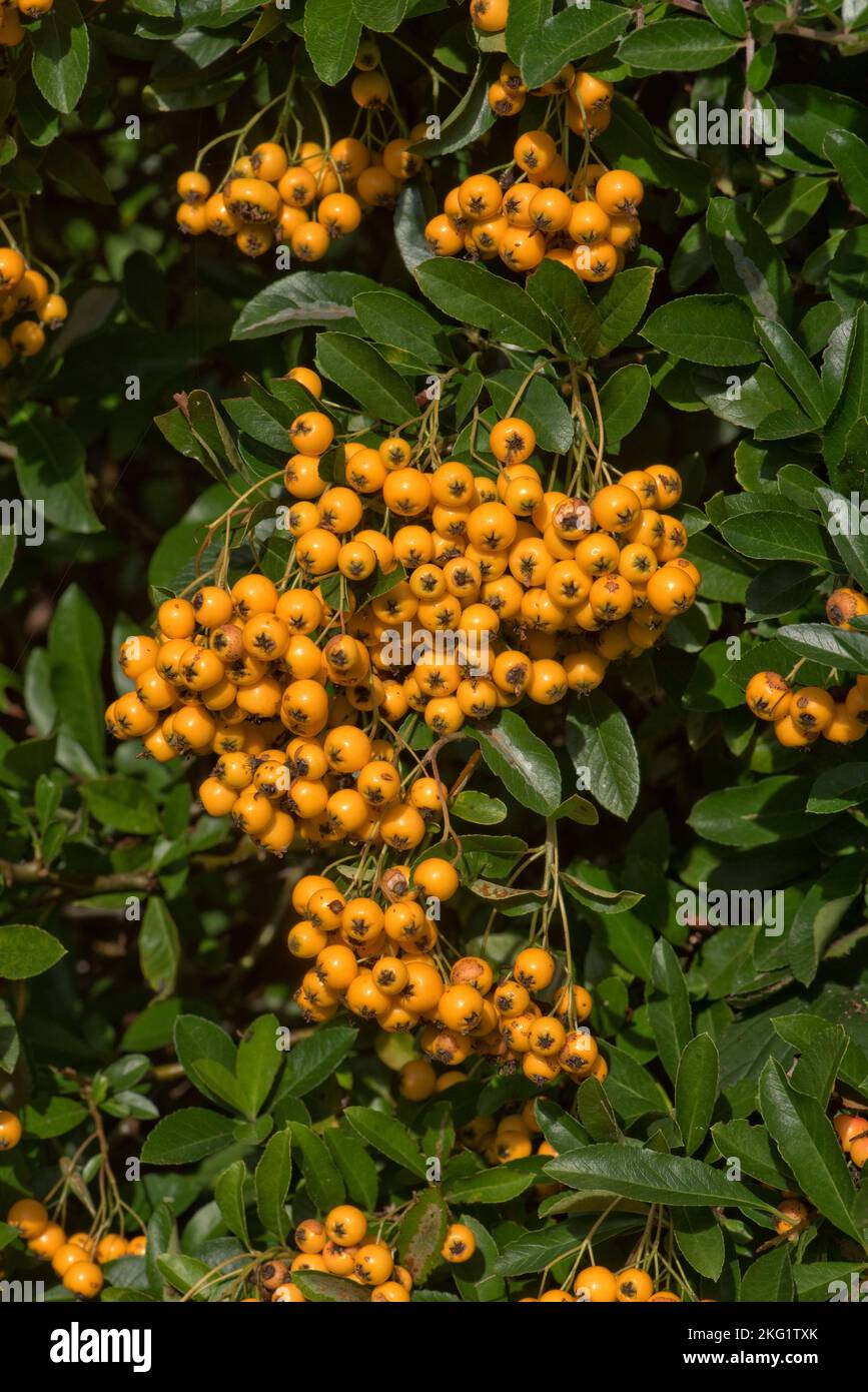 Attraktive und üppige gelb-orange reife Beeren wie Pomes von dornigen firethorn (Pyracantha spp.) Busch im Frühherbstgarten, Berkshire September Stockfoto