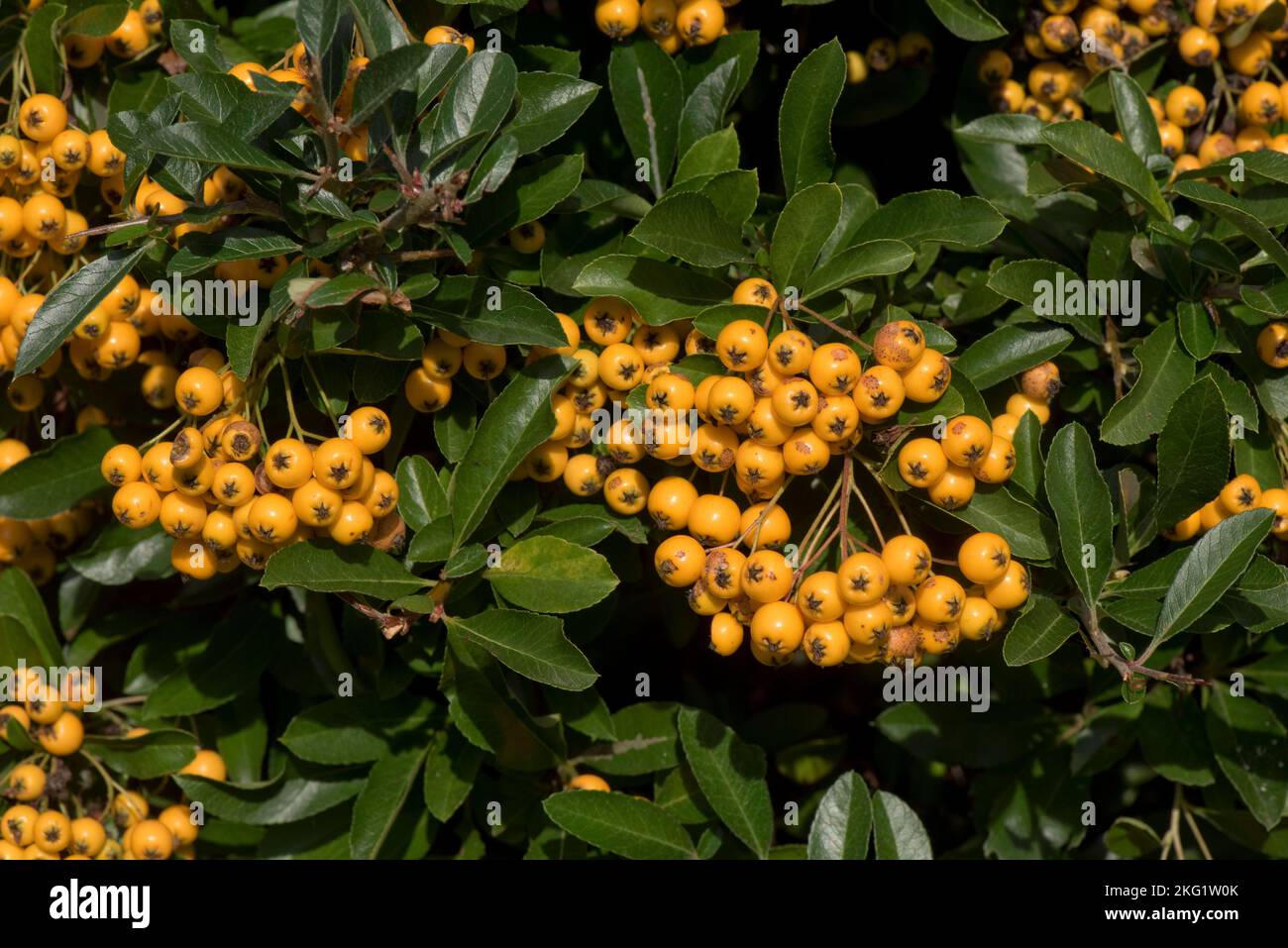 Attraktive und üppige gelb-orange reife Beeren wie Pomes von dornigen firethorn (Pyracantha spp.) Busch im Frühherbstgarten, Berkshire September Stockfoto