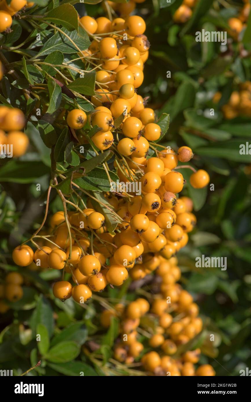 Attraktive und üppige gelb-orange reife Beeren wie Pomes von dornigen firethorn (Pyracantha spp.) Busch im Frühherbstgarten, Berkshire September Stockfoto