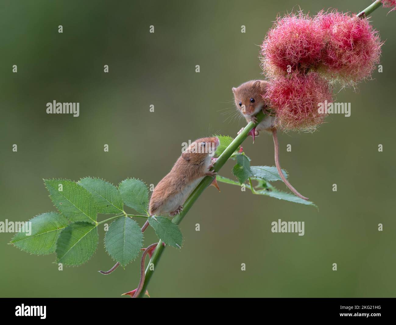 Spielen auf einer Hunderose. Dorset, UK: ENTZÜCKENDE BILDER zeigen die kleinsten Nagetiere Großbritanniens spielerisch auf zarten Blütenstielen balancieren. Auf einem Foto ein Trio Stockfoto