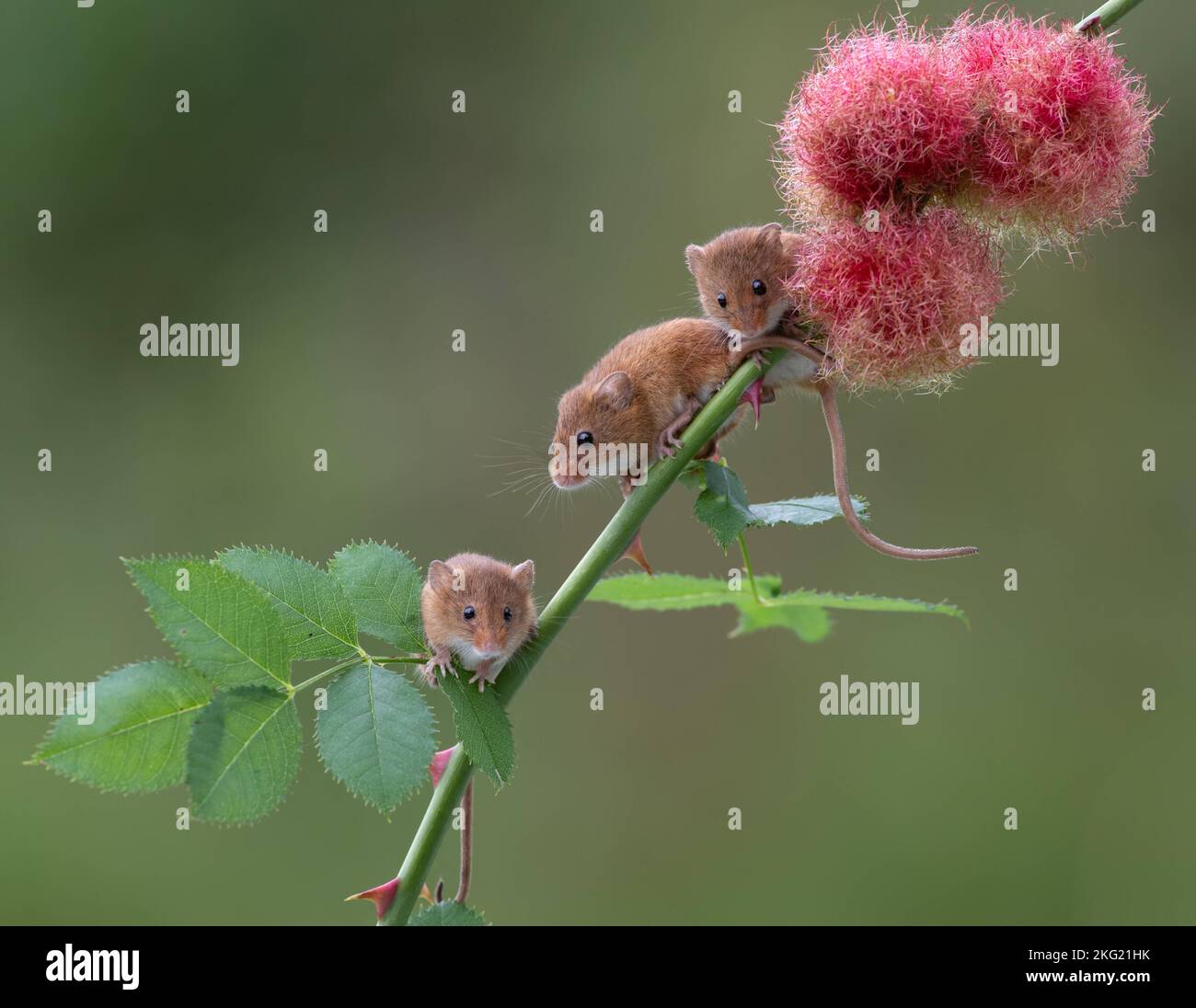 Ein kleines Spiel auf der Rose. Dorset, UK: ENTZÜCKENDE BILDER zeigen die kleinsten Nagetiere Großbritanniens spielerisch auf zarten Blütenstielen balancieren. Auf einem Foto Stockfoto