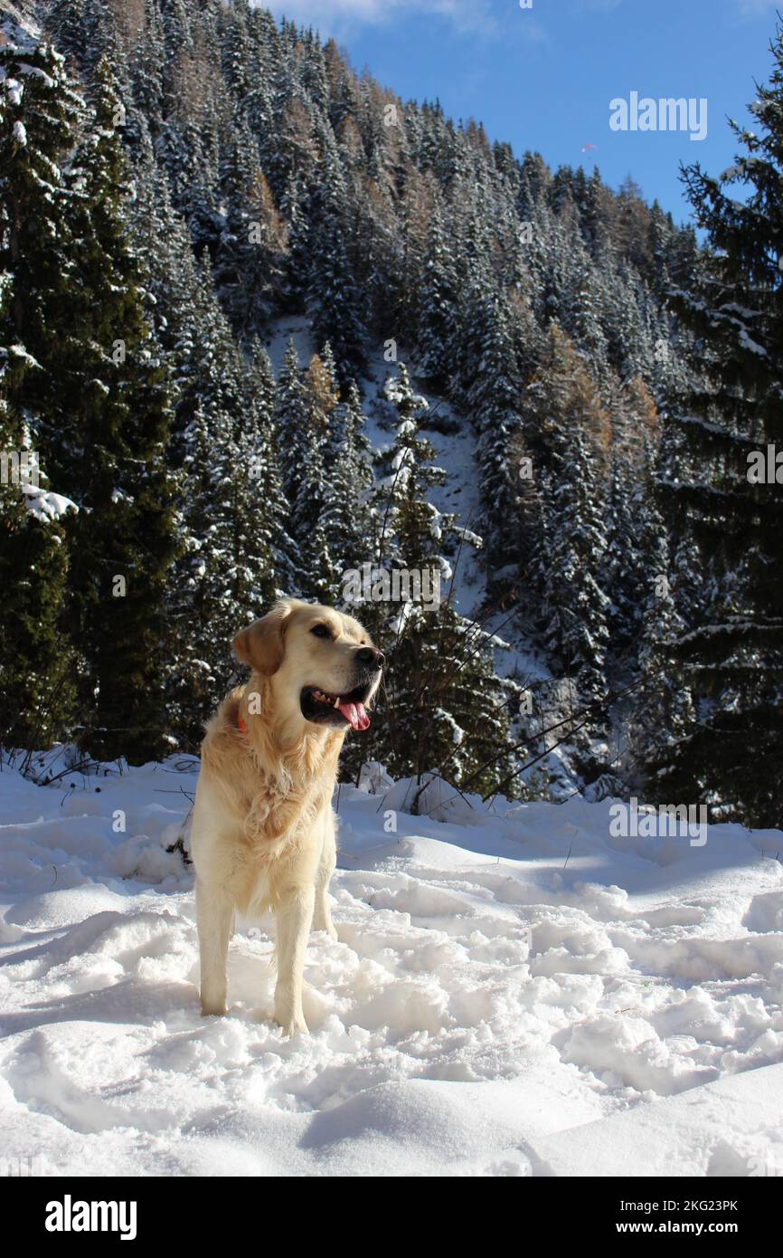 Junger Golden Retriever, der in einem verschneiten Bergwald lächelt. Haustierkonzept im Winter Stockfoto