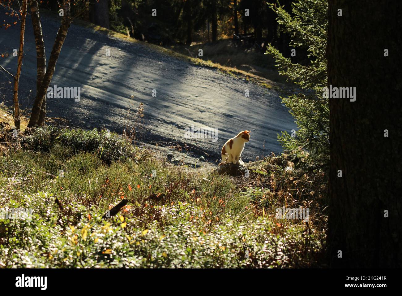 Im Herbst auf einem Baumstumpf im Wald sitzende Hauskatze im Freien (Verbier, Schweiz). Allein in der Wildnis oder mit der Natur zur goldenen Stunde Stockfoto