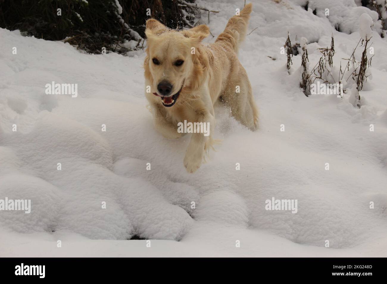 Goldener Retriever, der glücklich durch den Schnee hüpft Stockfoto