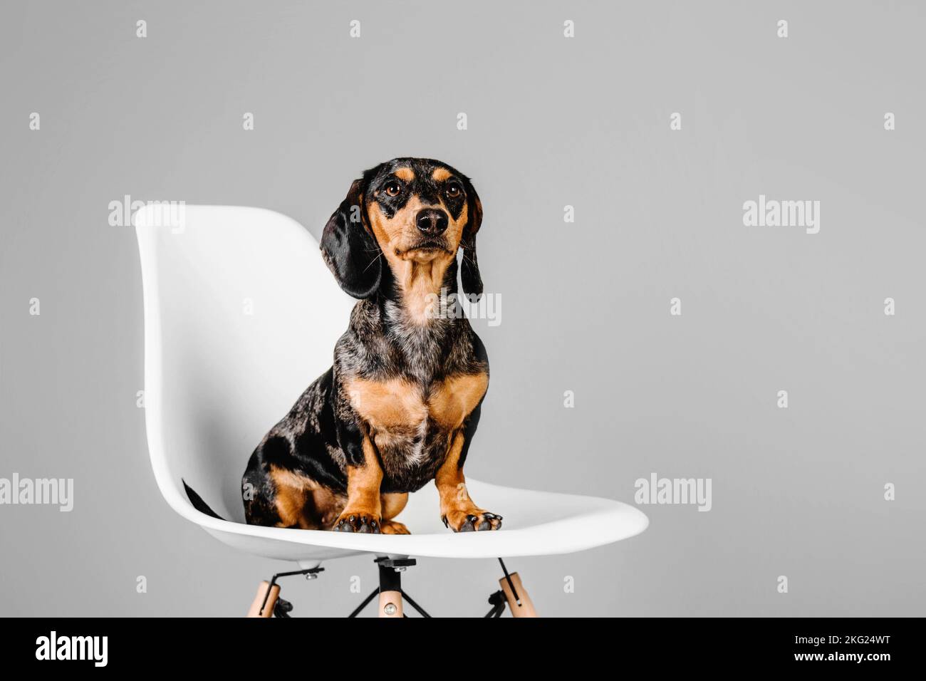 Wunderschöner Marmordachshund auf grauem Hintergrund Stockfoto